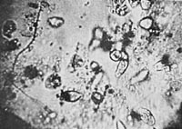 Org-protozoa